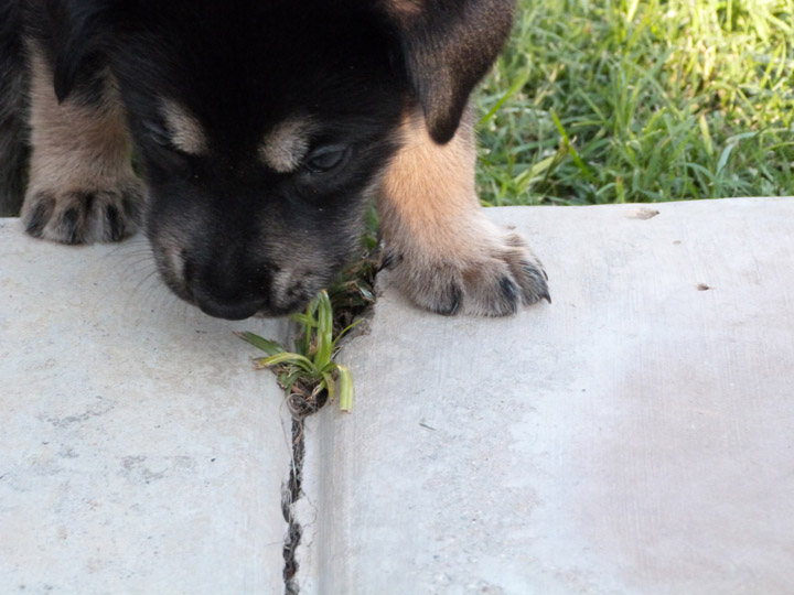 chinook dog